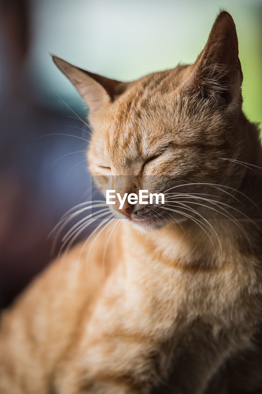 Close-up of cat with closed eyes
