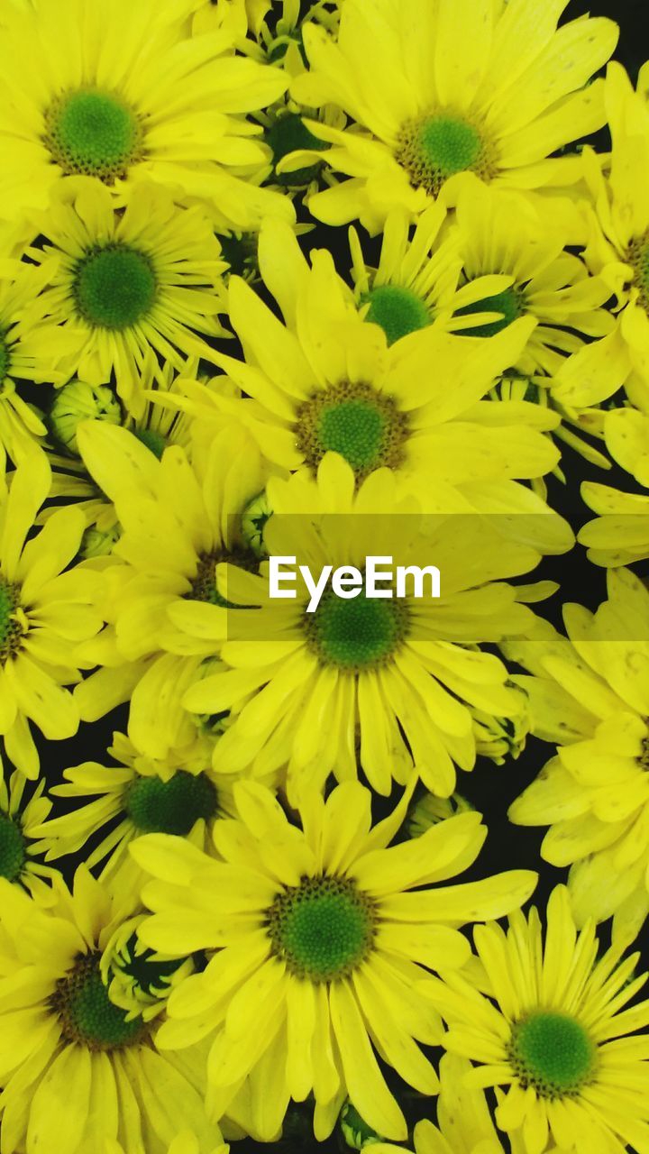 FULL FRAME SHOT OF YELLOW FLOWERING PLANTS