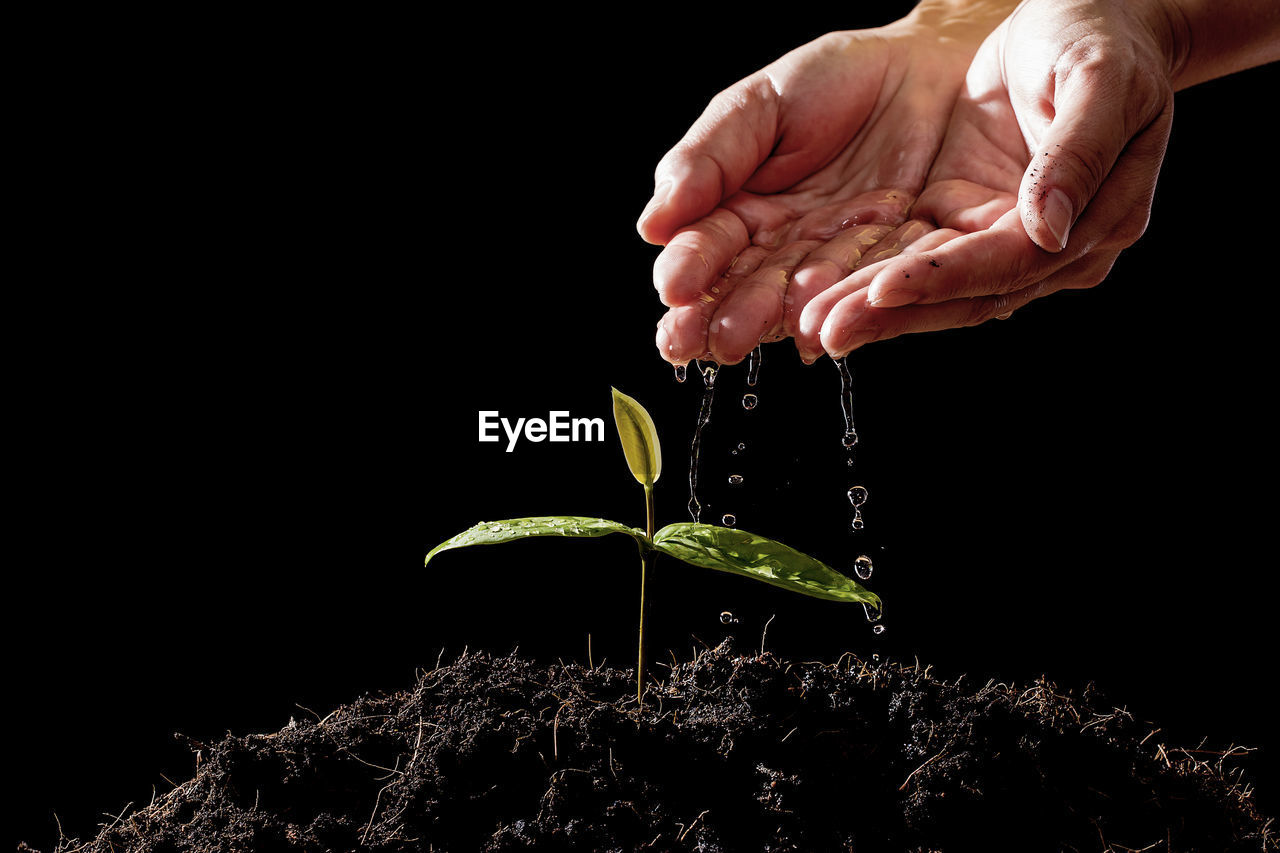 Close-up of hand watering plant against black background