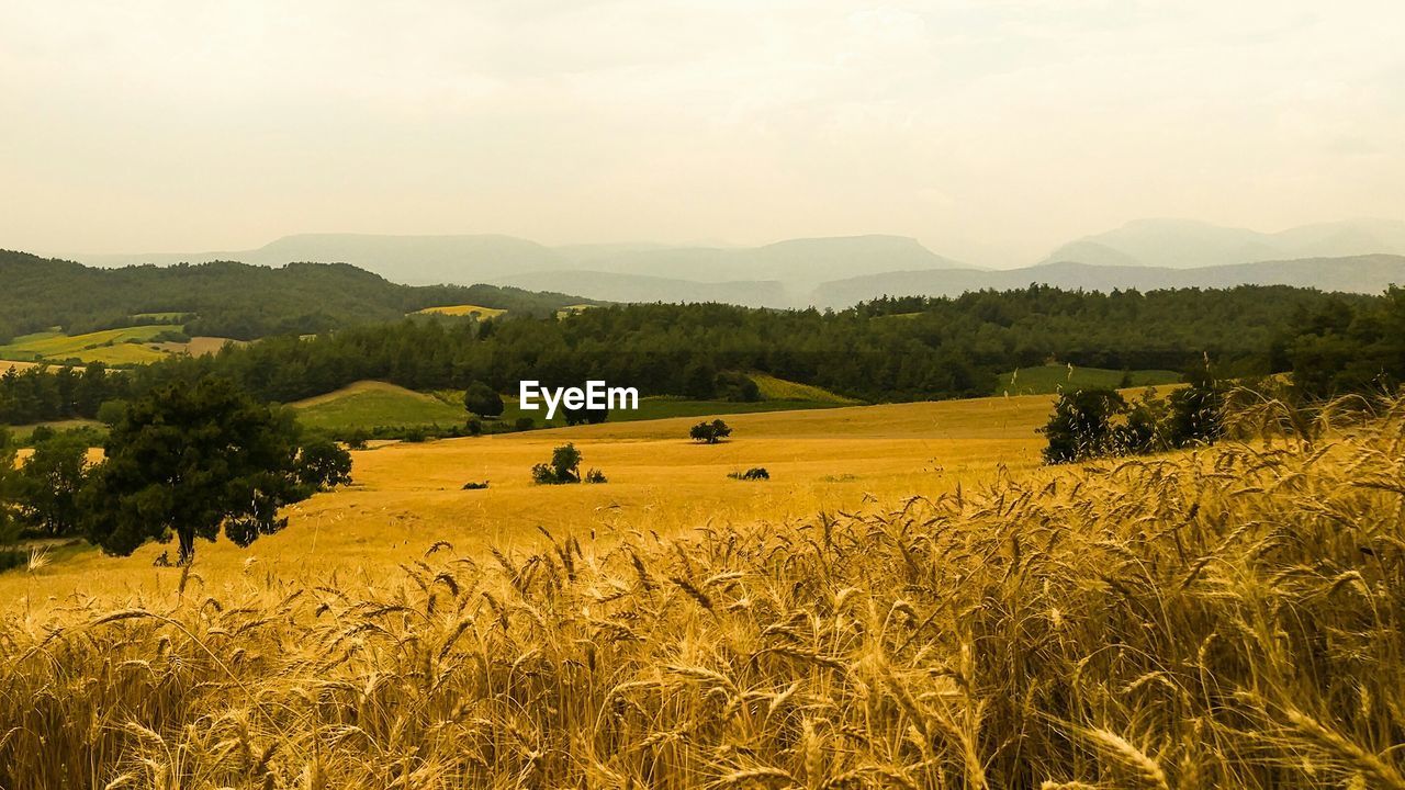 Scenic view of wheat field against sky