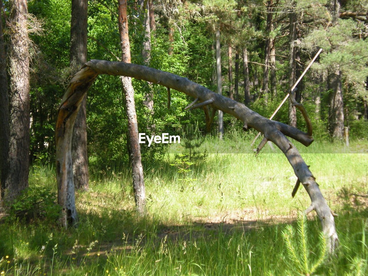 VIEW OF TREE TRUNKS IN FOREST