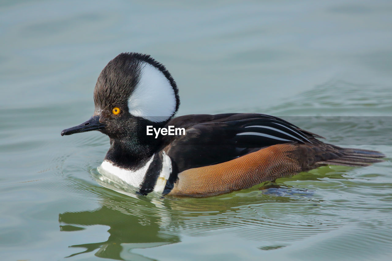 Close-up of hooded merganser swimming in lake