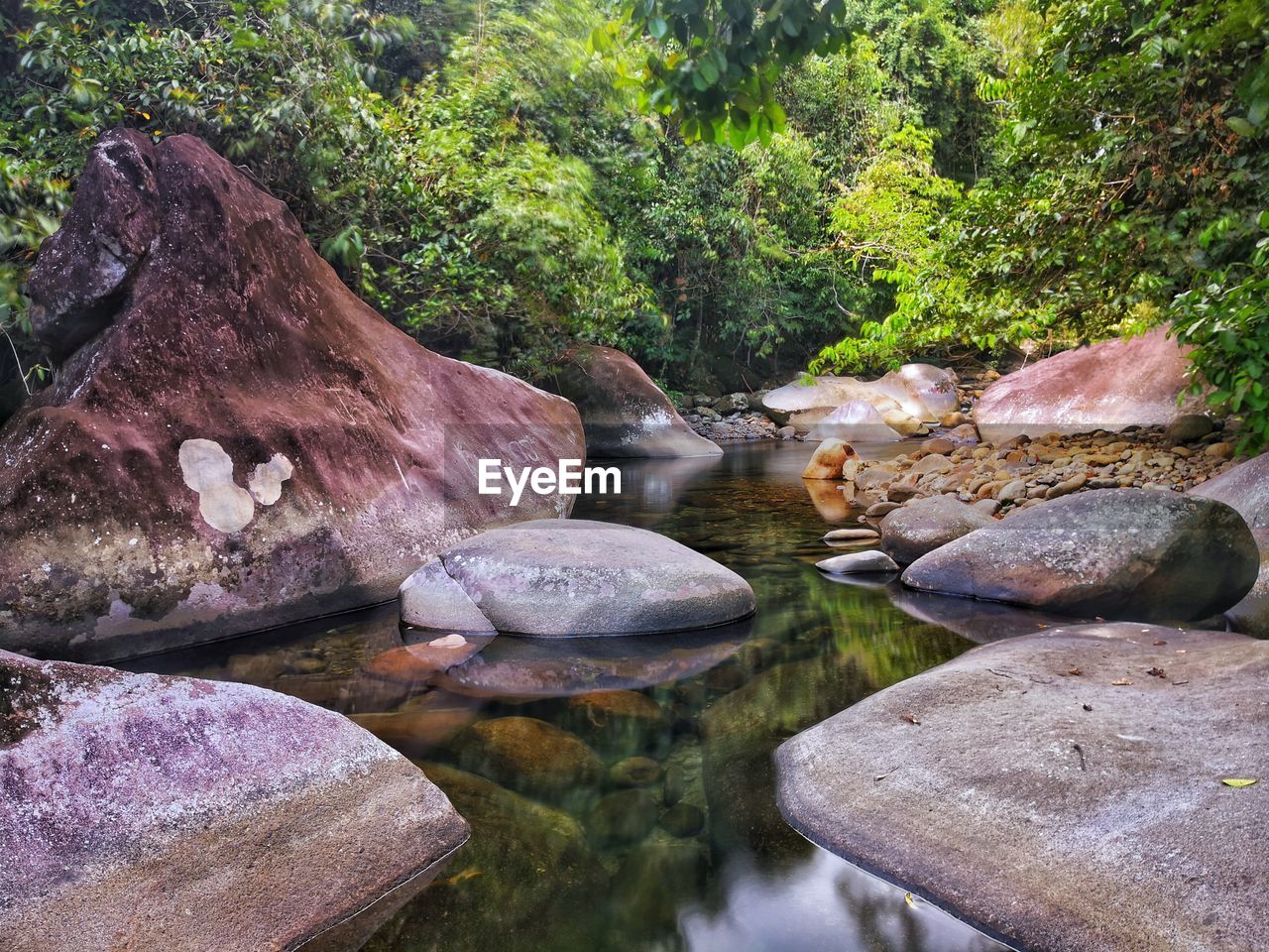 ROCKS IN FOREST