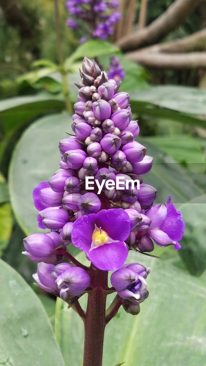 CLOSE-UP OF PURPLE FLOWER