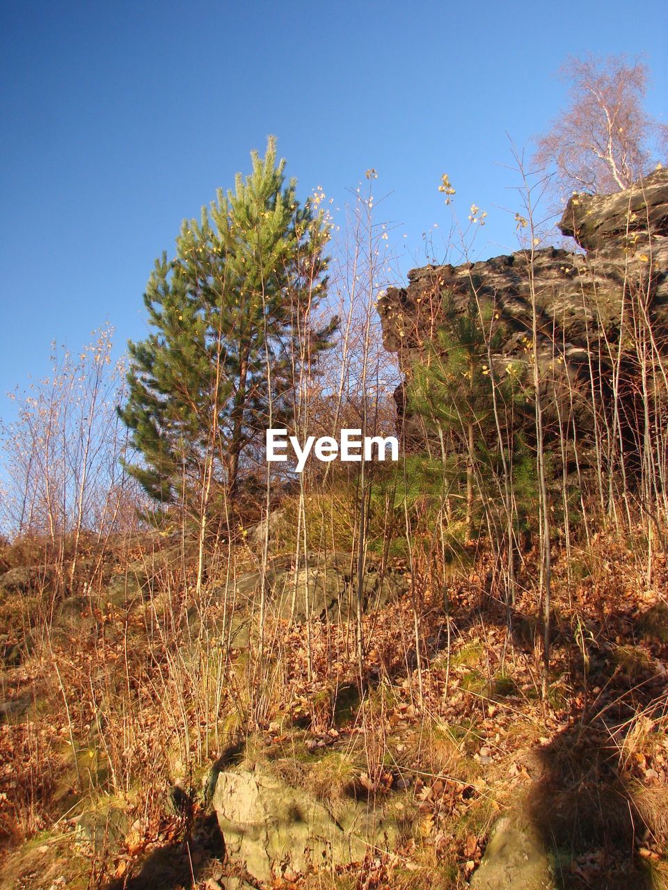 TREES GROWING ON FIELD AGAINST CLEAR BLUE SKY