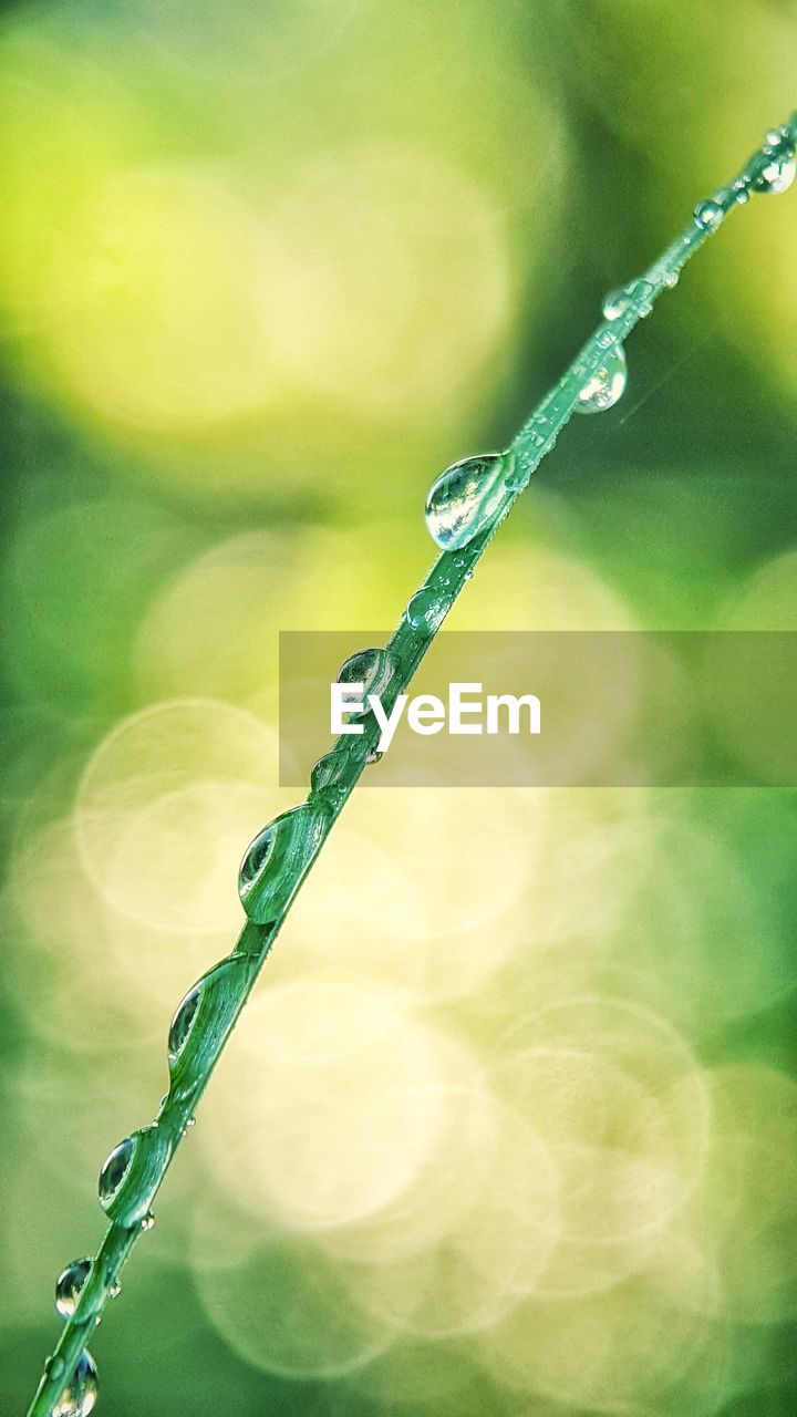 CLOSE-UP OF WATER DROP ON TWIG