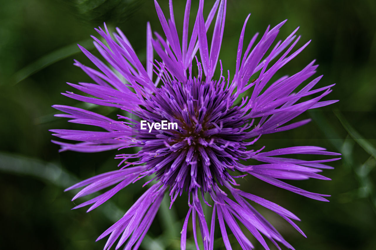 Close-up of purple flower