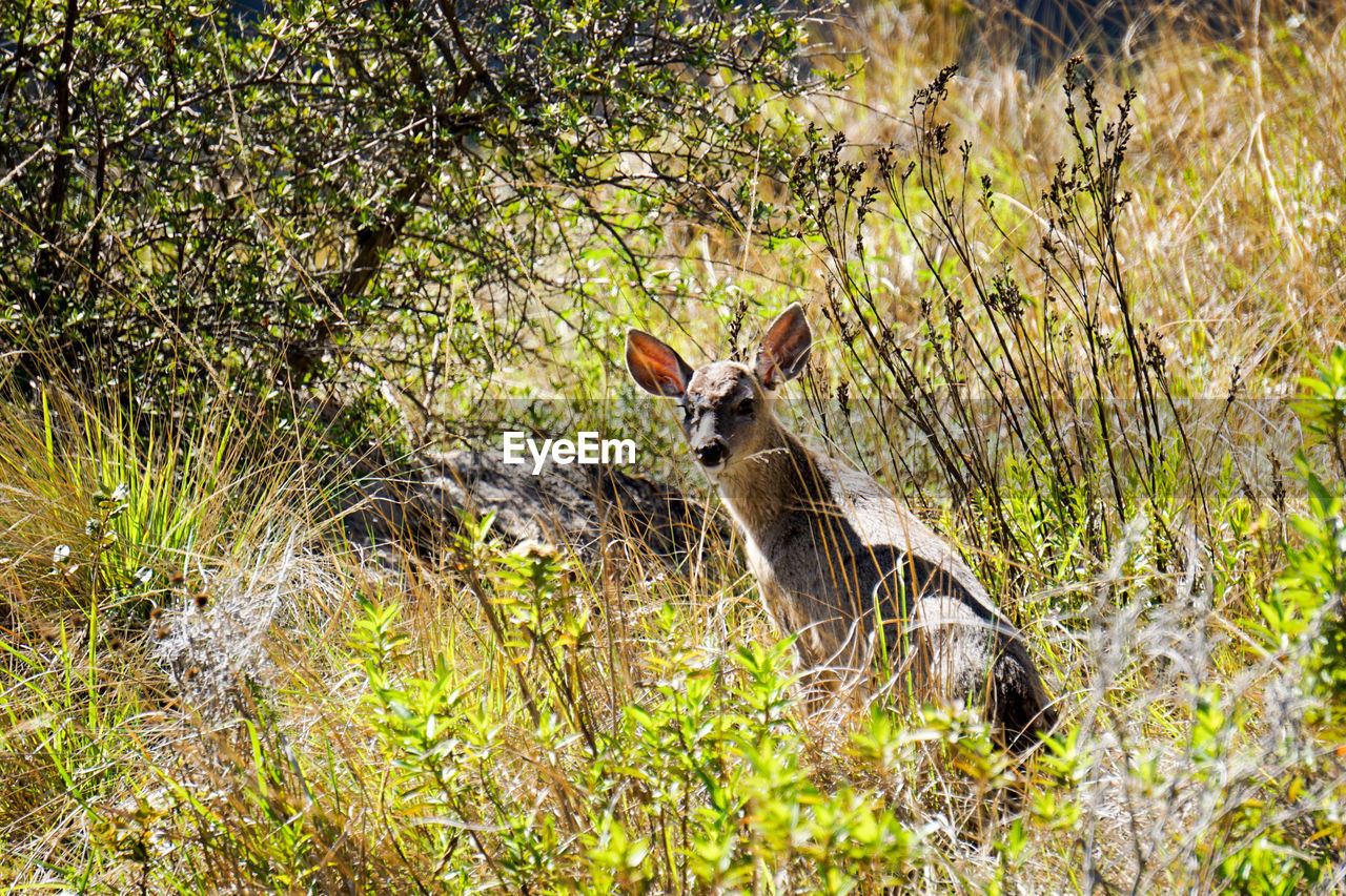 VIEW OF DEER ON FIELD