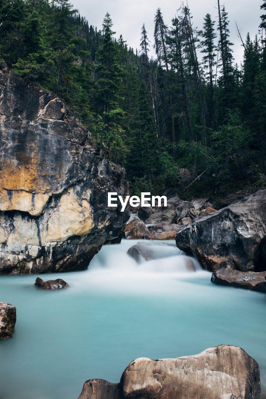 Scenic view of river in forest against sky