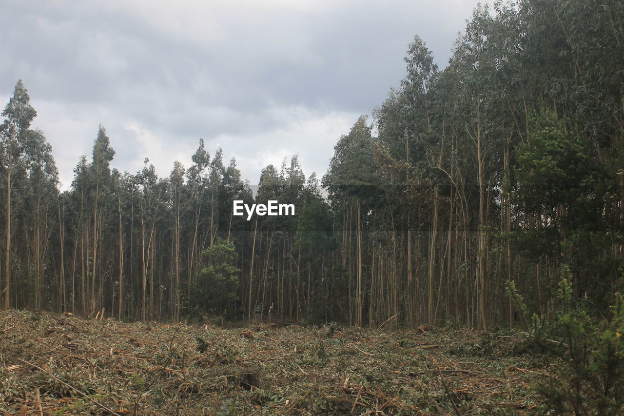 TREES GROWING IN FOREST