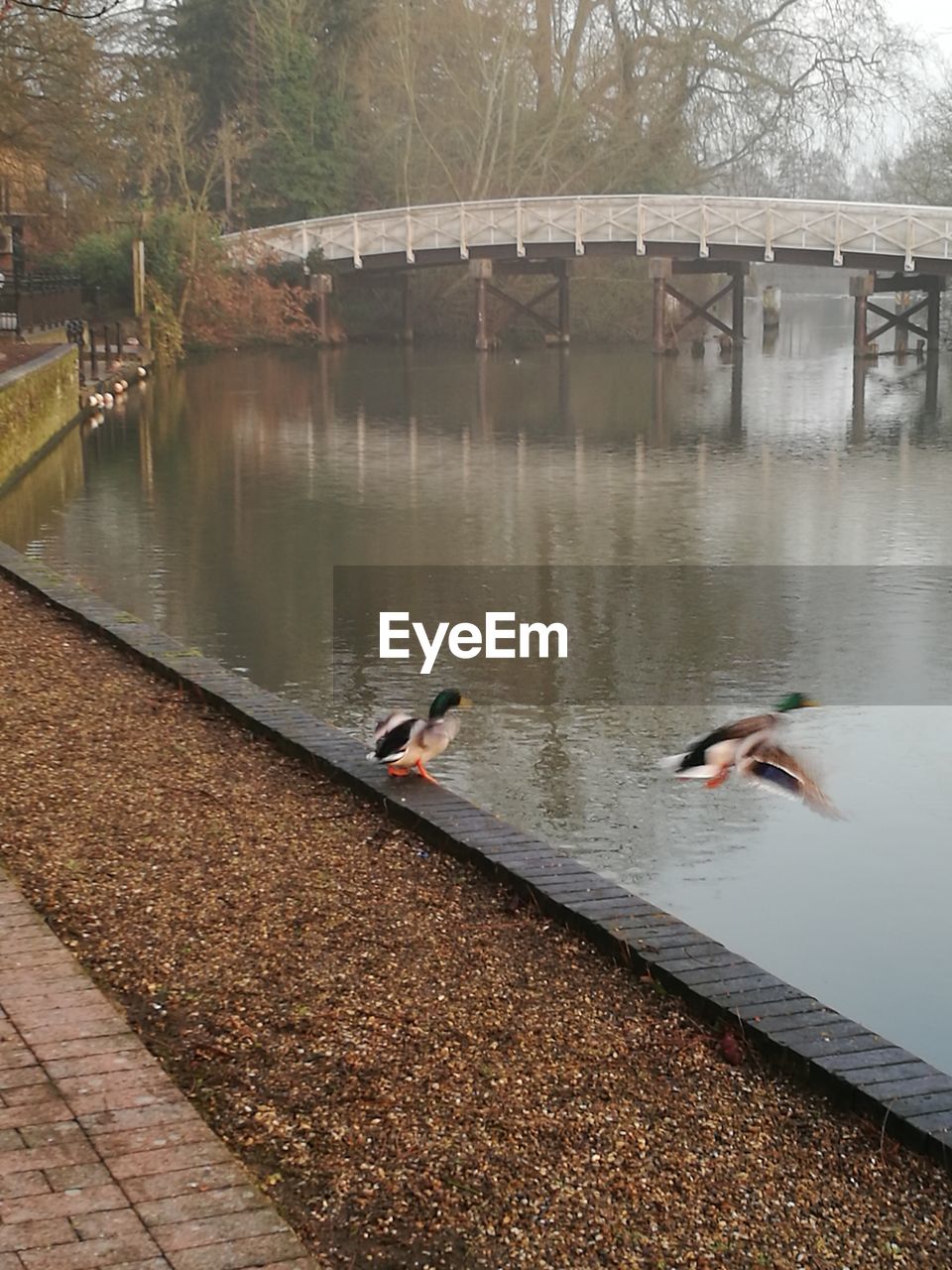 SWAN SWIMMING ON WATER