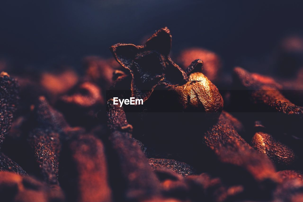 FULL FRAME SHOT OF DRY LEAVES ON FIELD