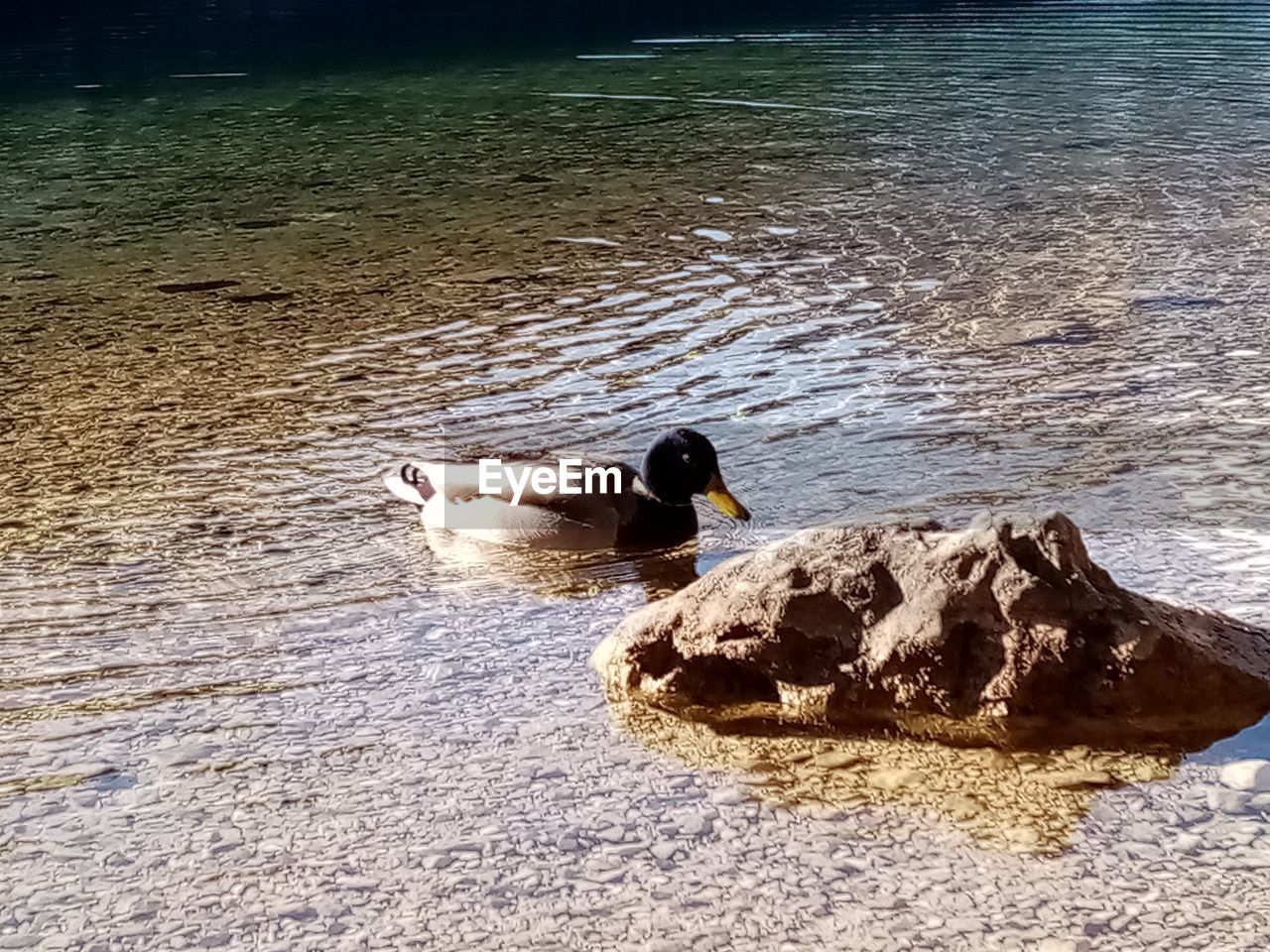 HIGH ANGLE VIEW OF DUCKS SWIMMING ON LAKE