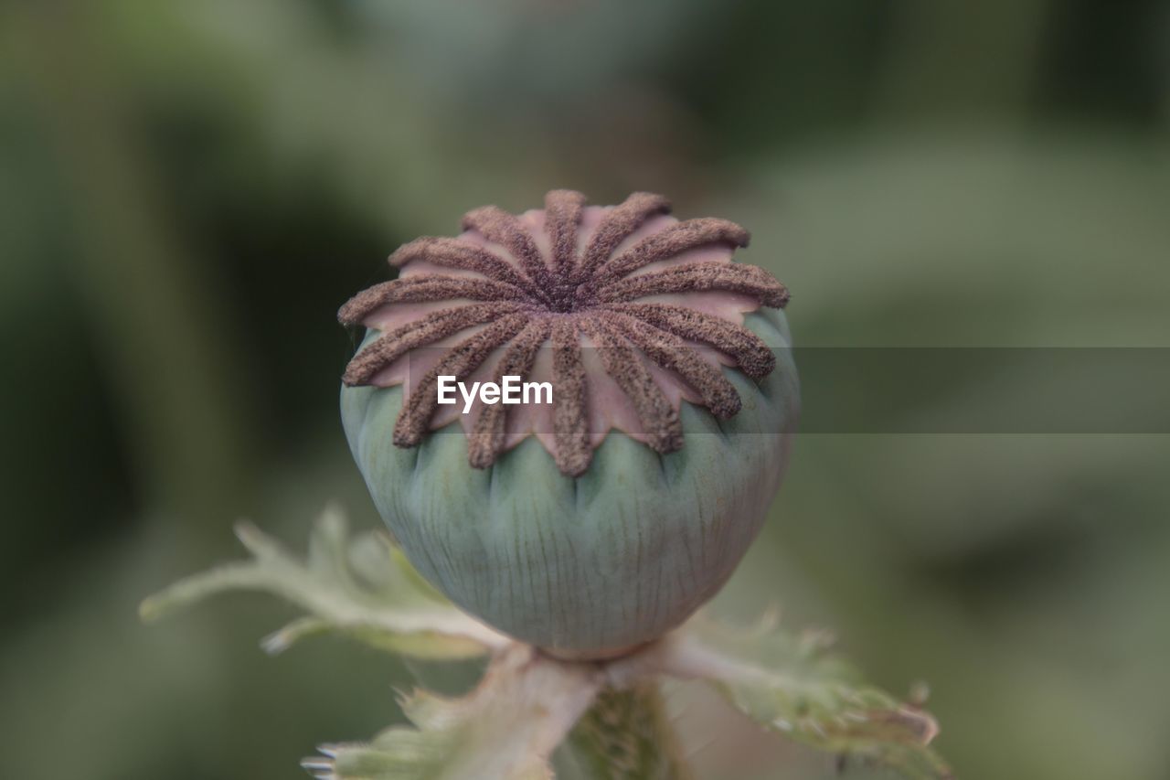 Close-up of flower against blurred background