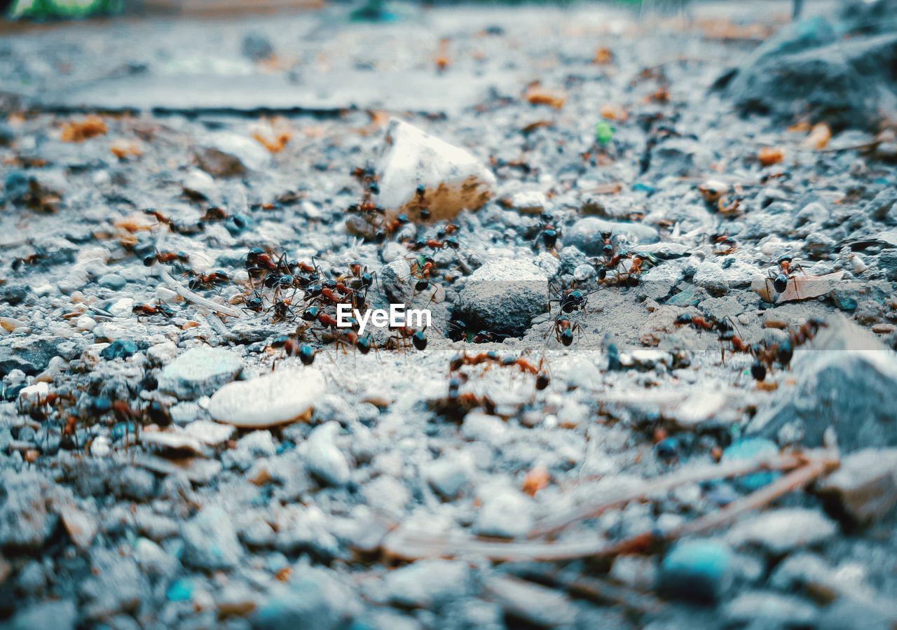 FULL FRAME SHOT OF FROZEN ROCK ON LAND