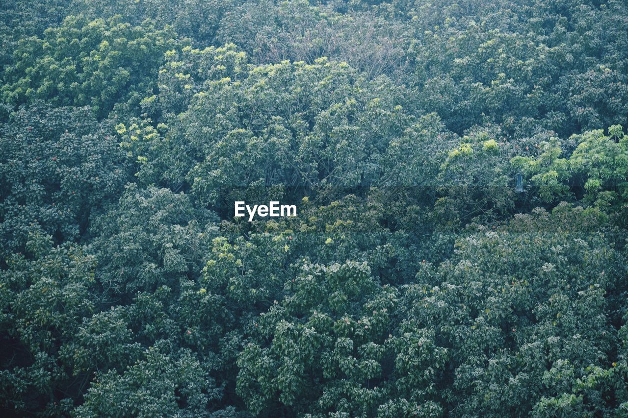 HIGH ANGLE VIEW OF TREES GROWING IN FOREST