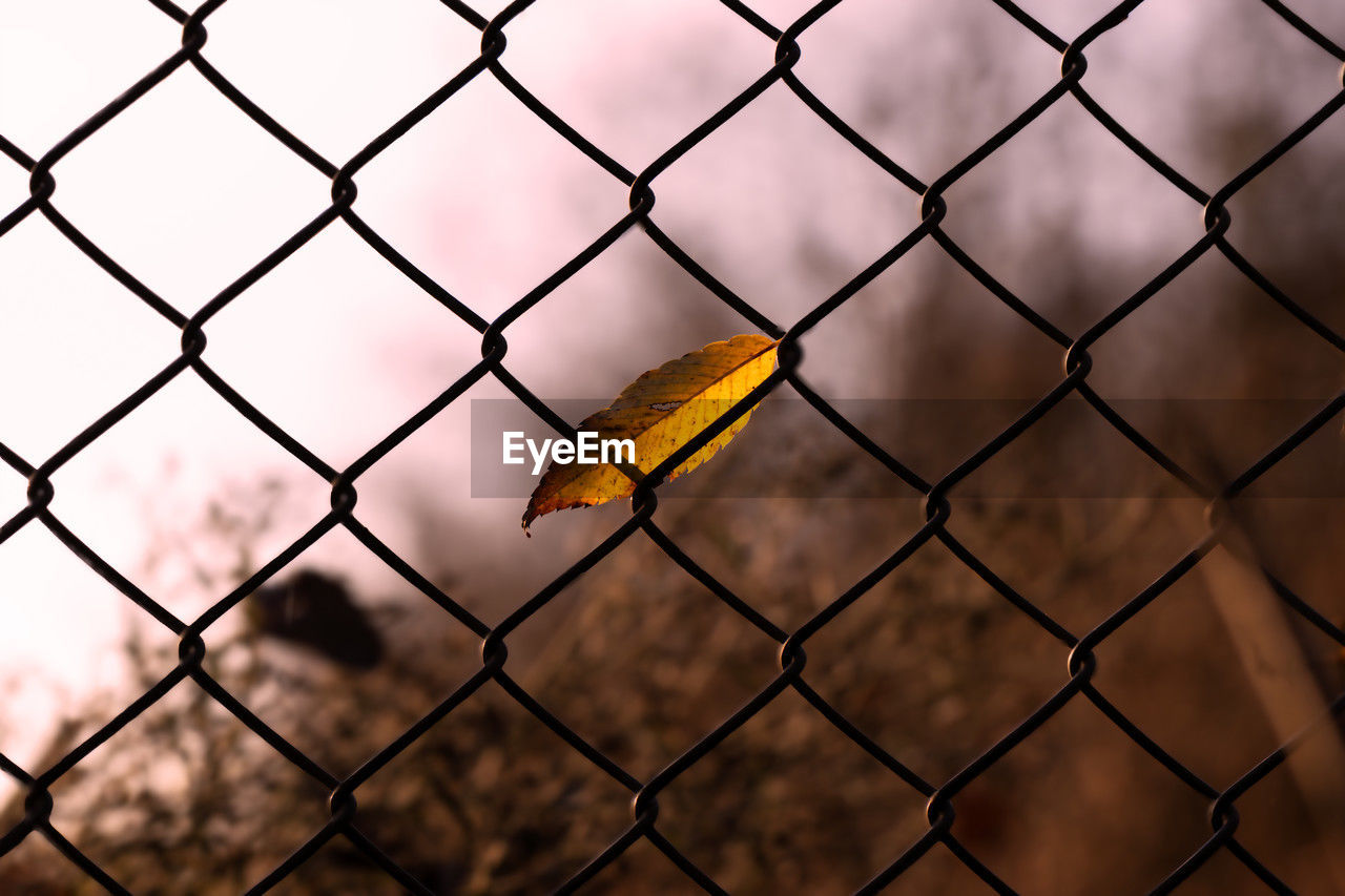 Close-up of chainlink fence