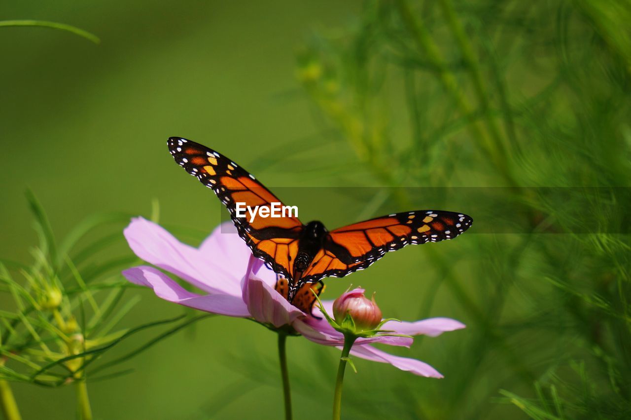 Butterfly on flower