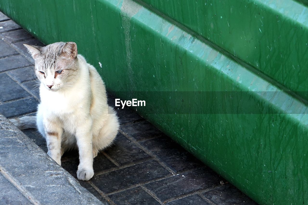 Cat sitting by green garbage can
