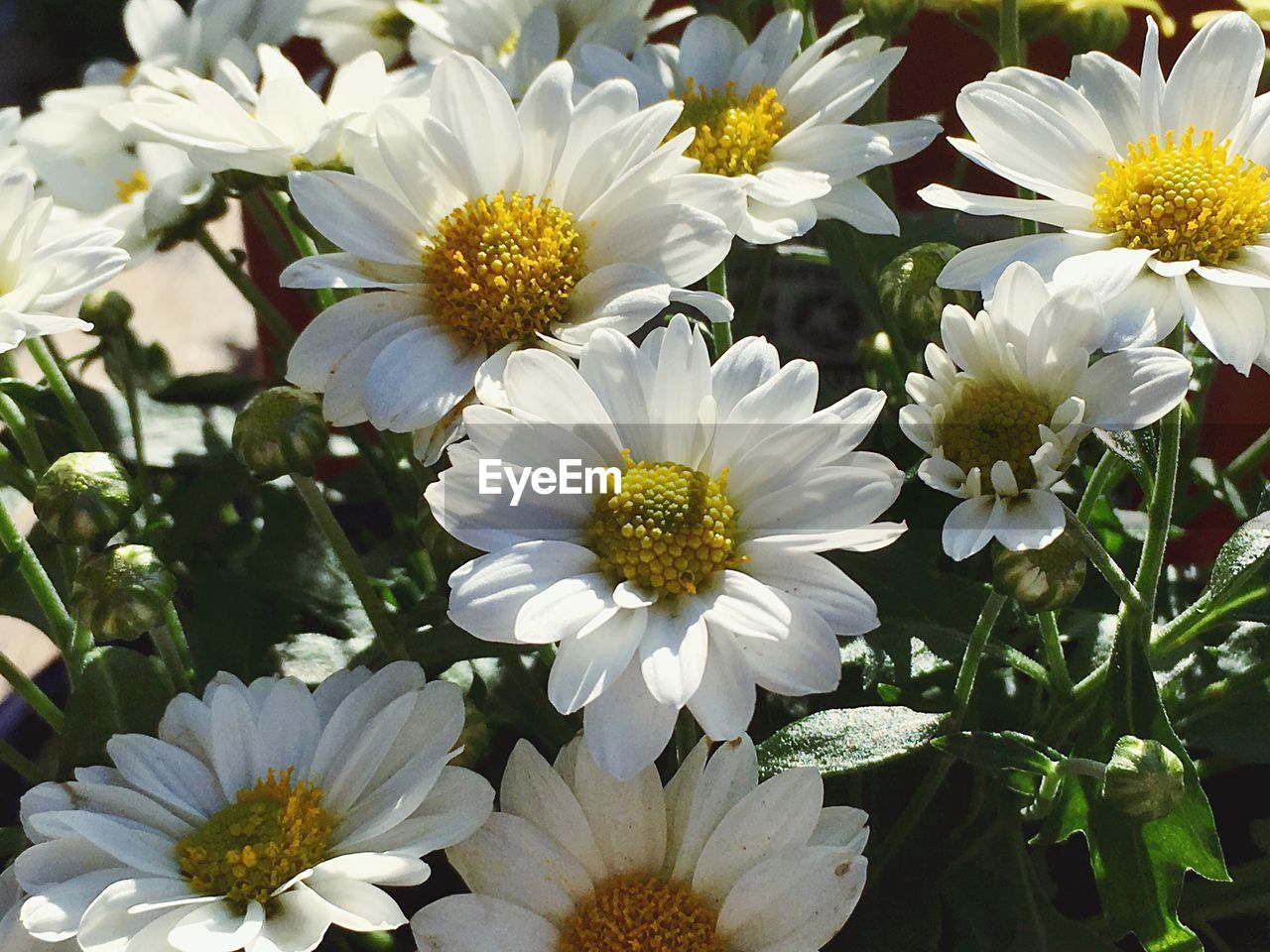 Close-up of white flowers blooming outdoors