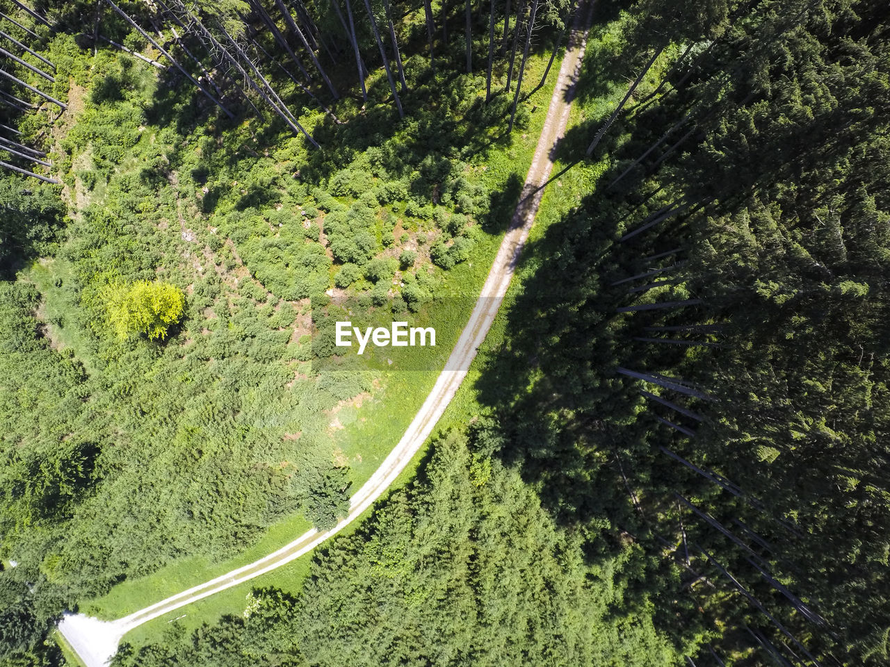 High angle view of road amidst trees in forest