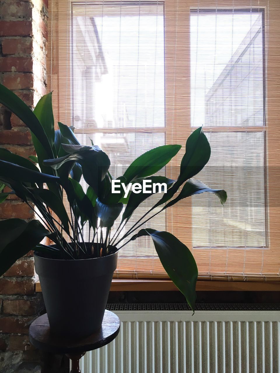 POTTED PLANTS ON WINDOW SILL AT HOME