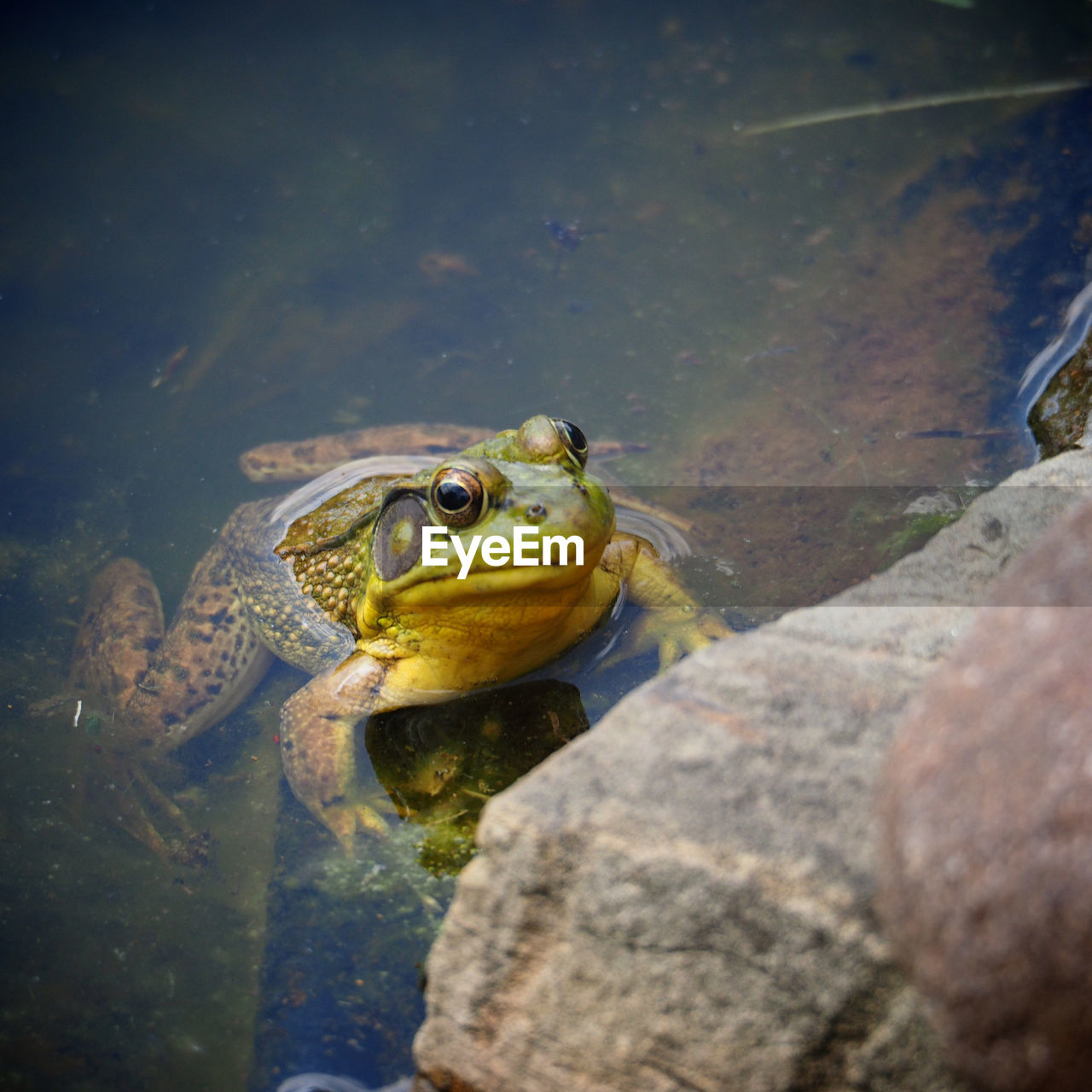 HIGH ANGLE VIEW OF TURTLE SWIMMING ON WATER
