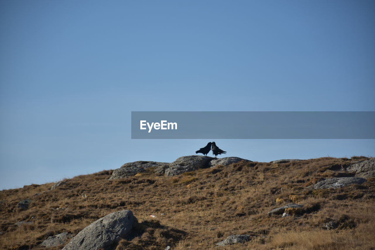 Low angle view of a bird on rock