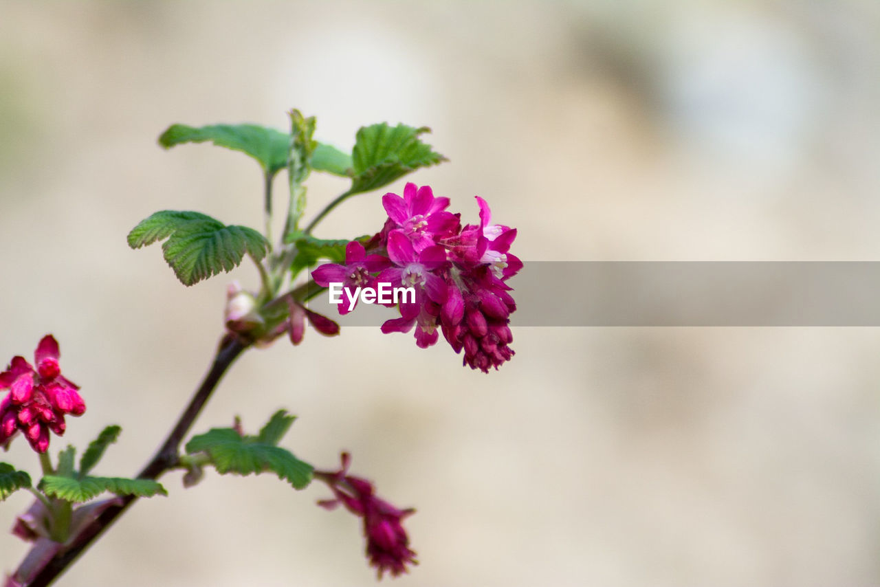 Close-up of pink flowering plant