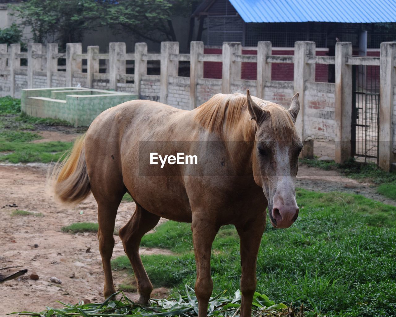 Horse standing in a field