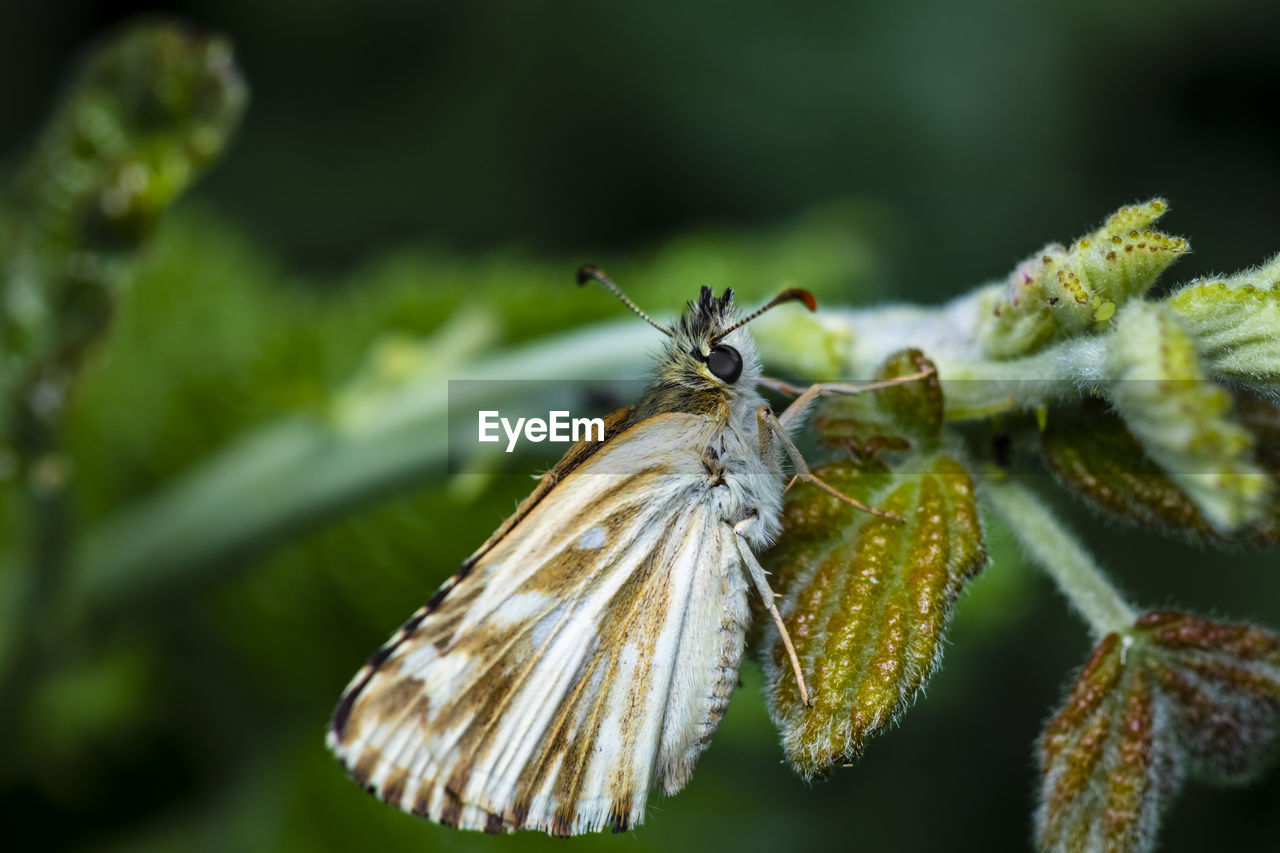 Close-up of butterfly resting on a bramble leaf