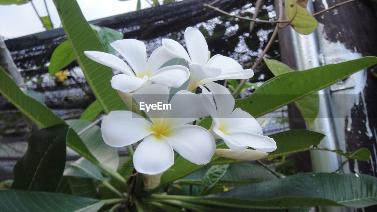 CLOSE-UP OF WHITE FLOWERS BLOOMING