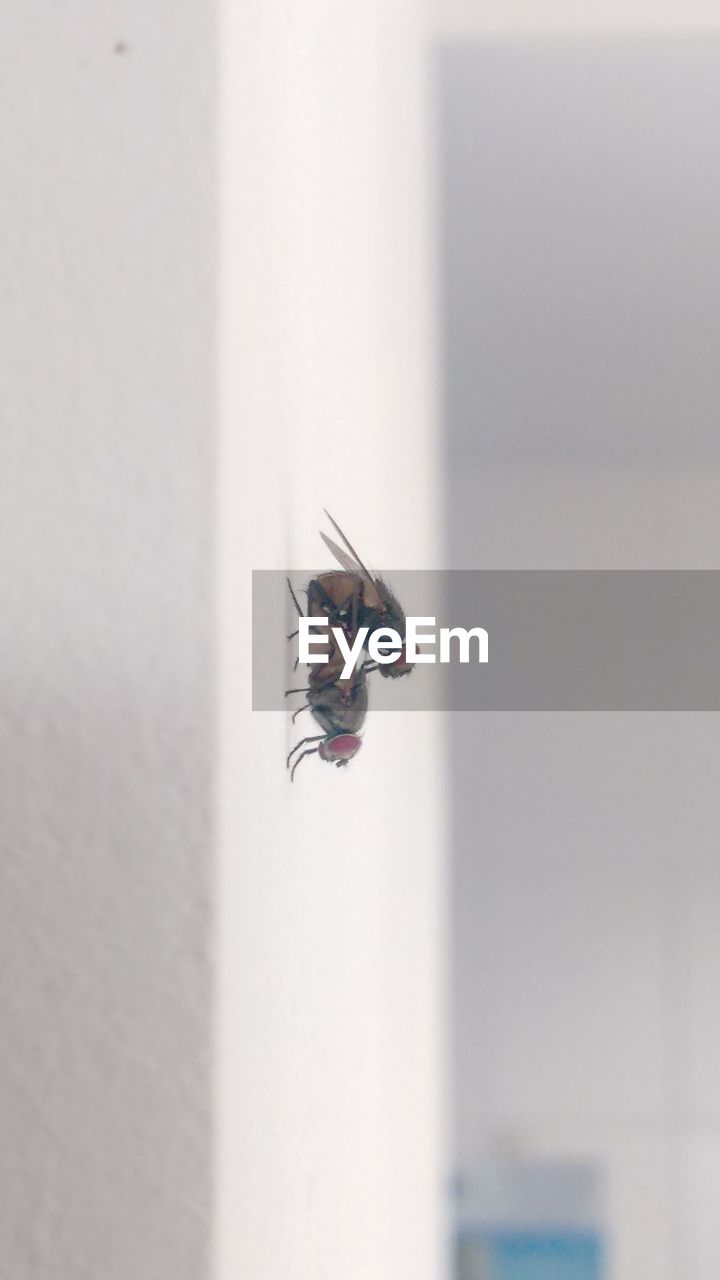 Close-up of insect on white wall