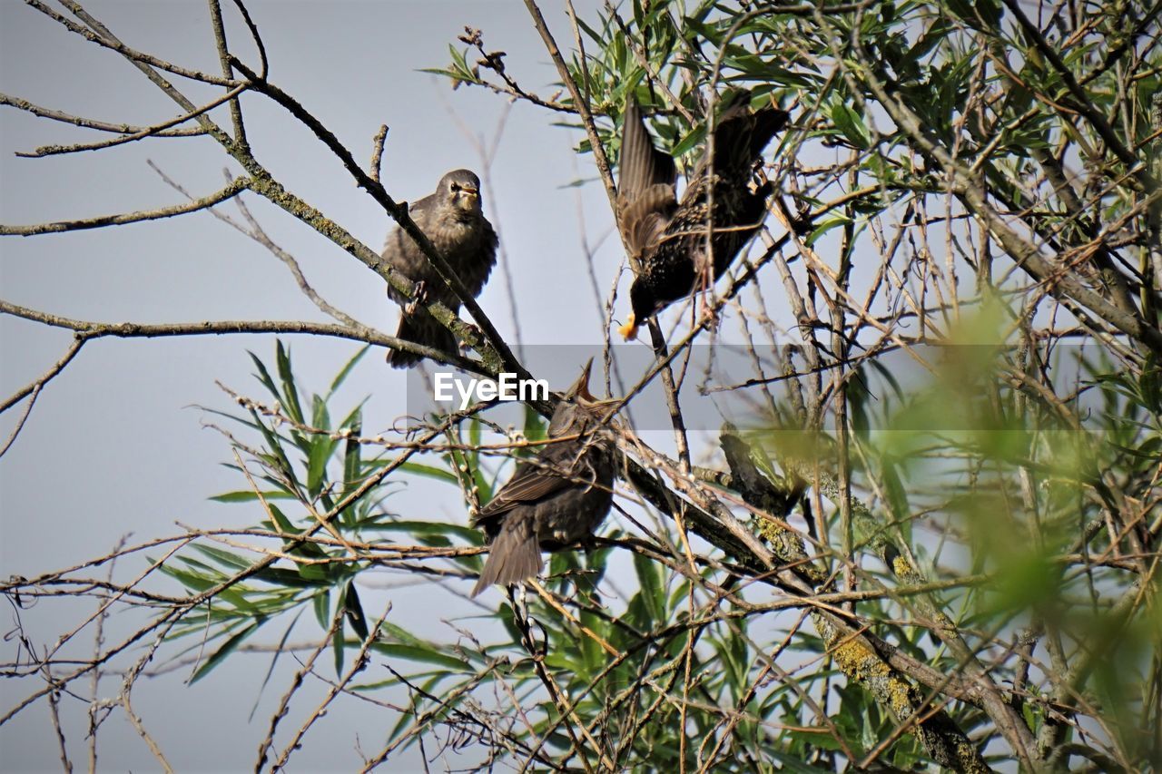 Bird perching on a tree