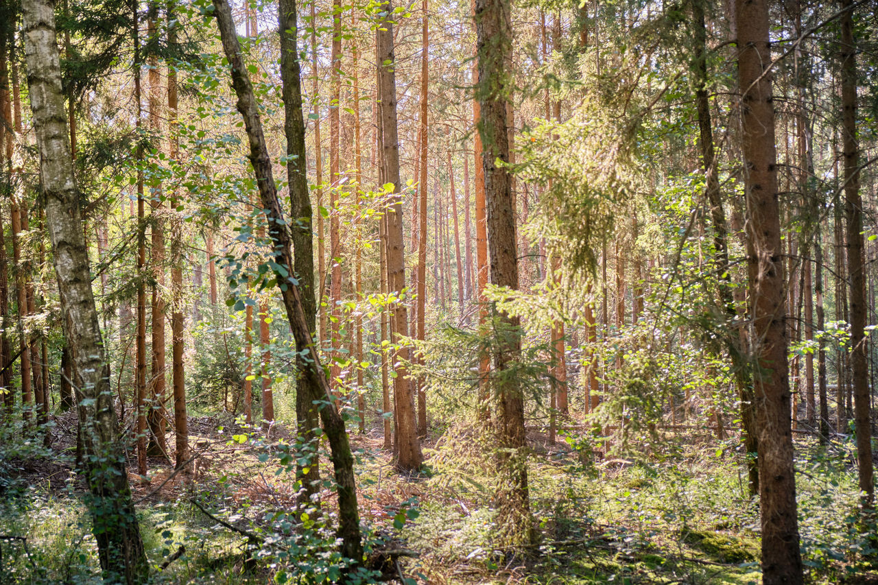 SCENIC VIEW OF FOREST