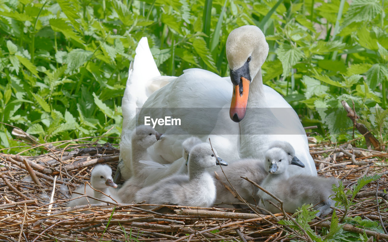 An adult mute swan sitting in the nest with some young hatchlings