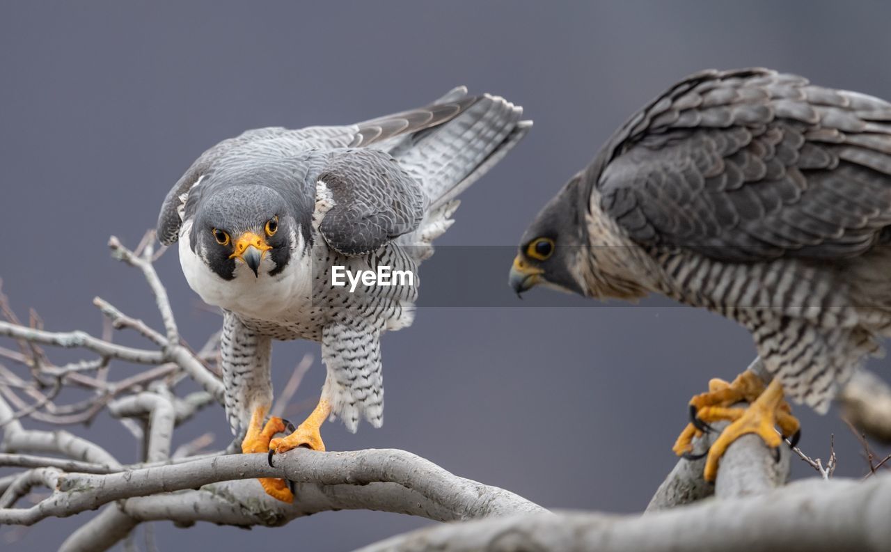 Close-up of peregrine falcons perching on tree branch
