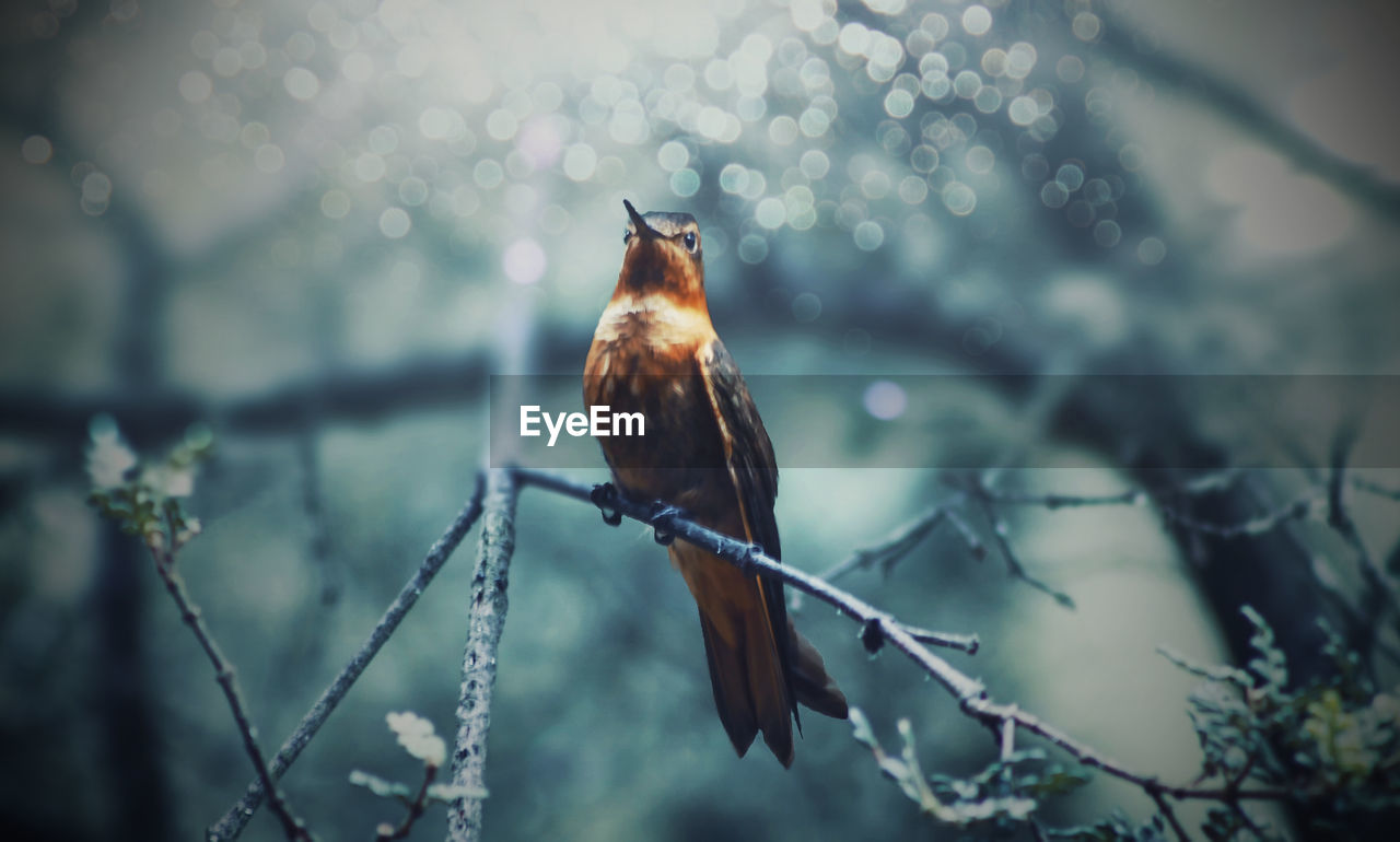 Close-up of bird perching on branch