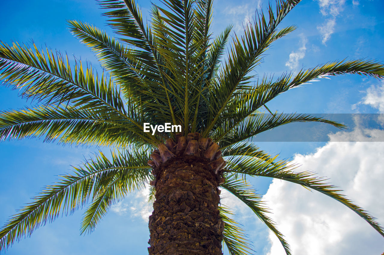 Date palm tree against cloudy sky