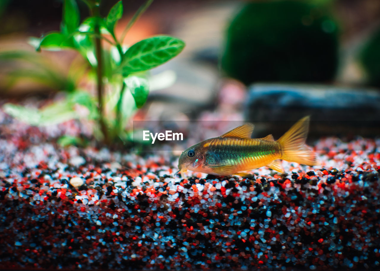 close-up of fish swimming in tank