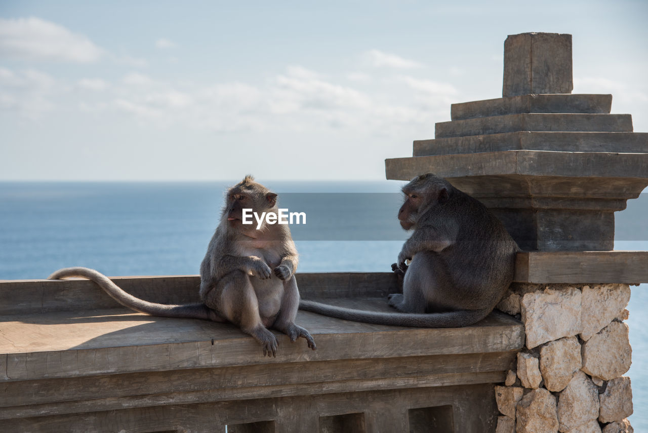 View of two monkeys by sea