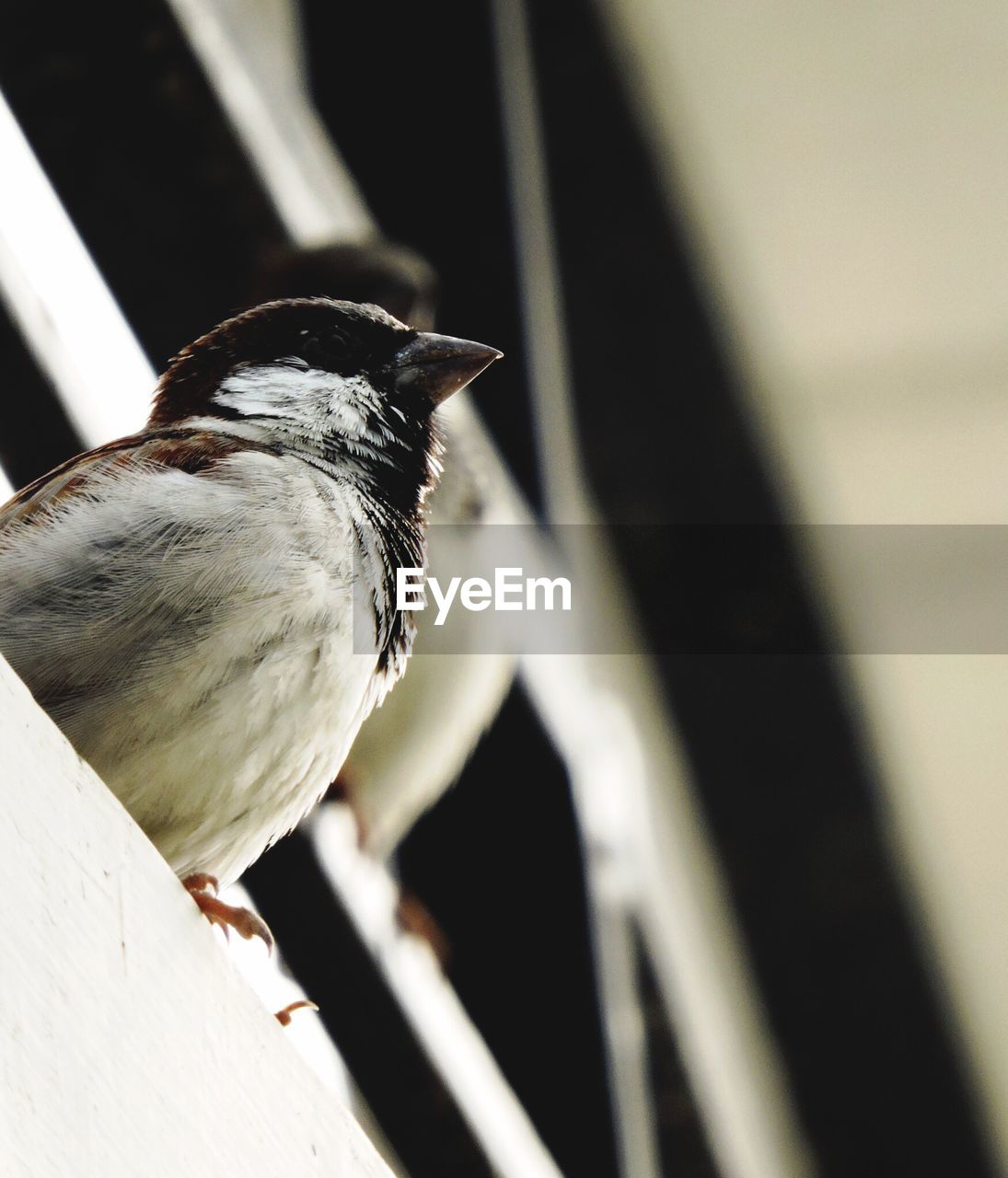 Close-up of sparrow perching on wall