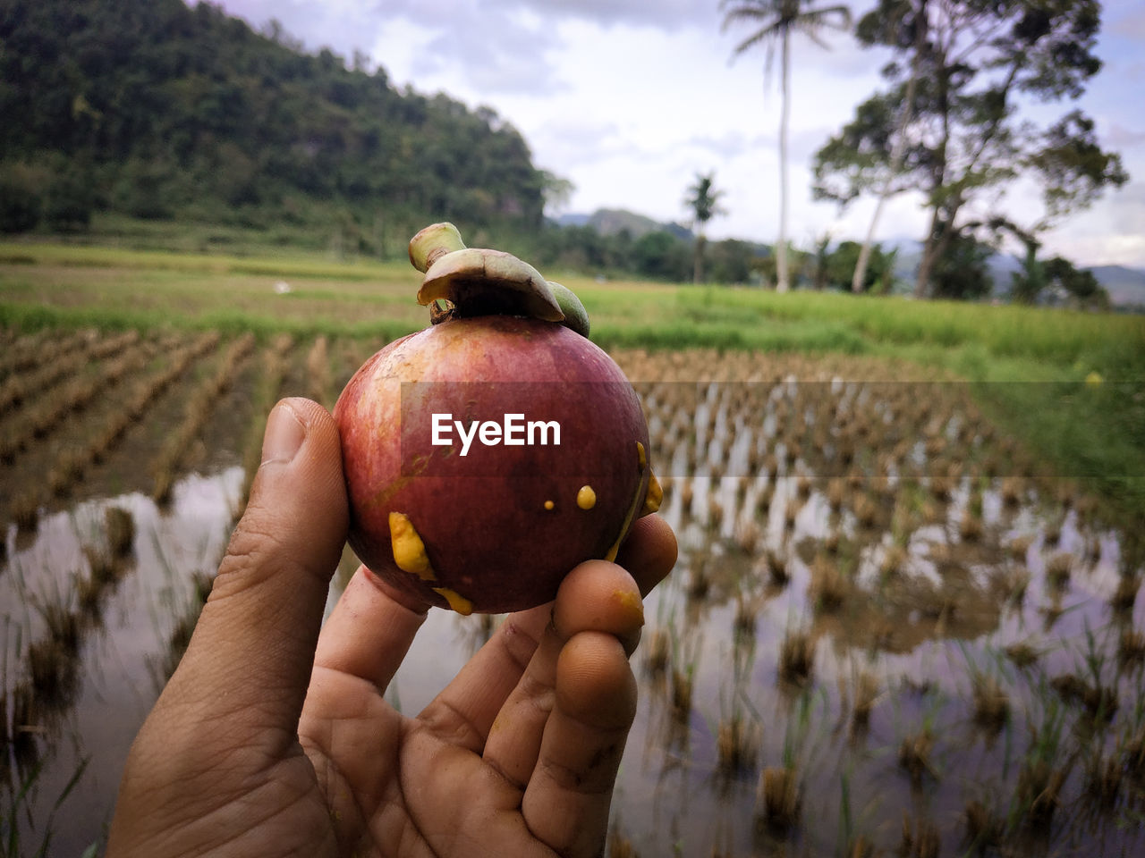 Close up of mangosteen fruit on hand