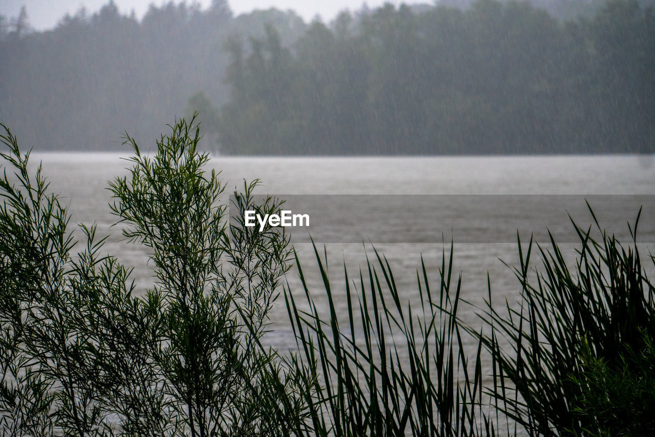 Plants against trees and water