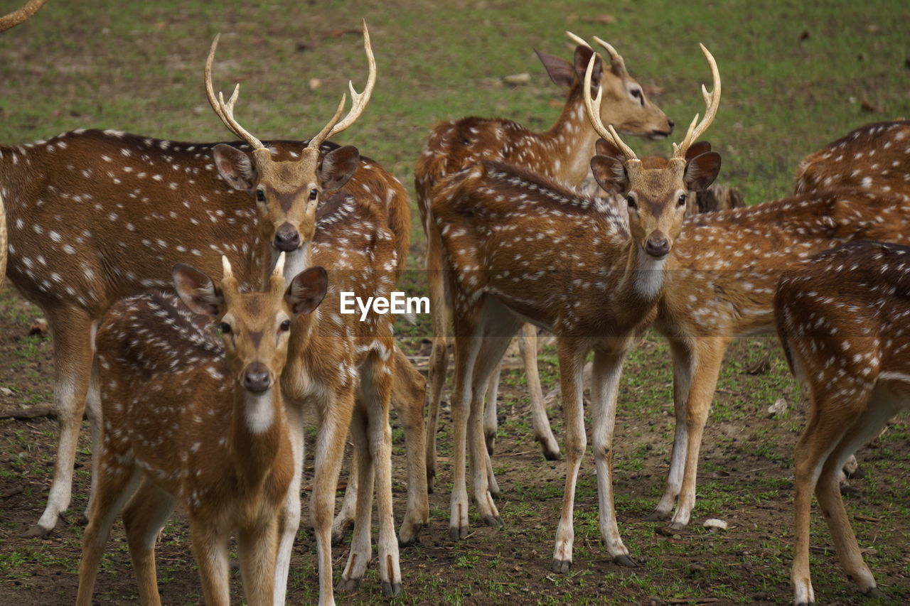 DEER STANDING ON FIELD