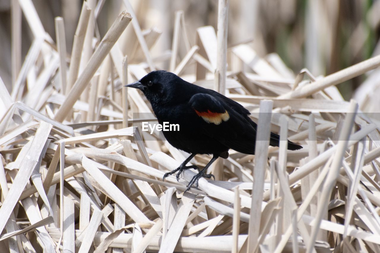 High angle view of bird perching on plant