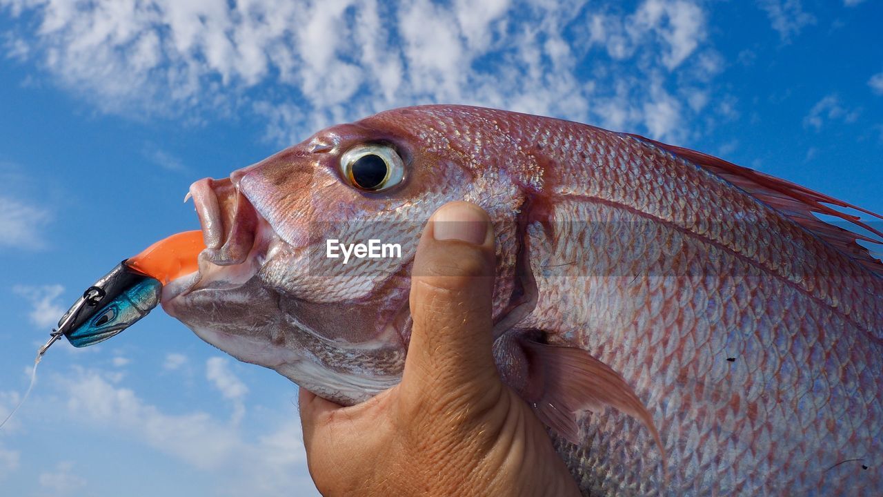 Cropped hand holding dead fish against sky