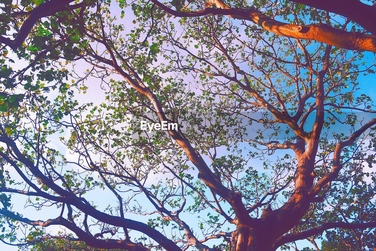 Low angle view of tree against sky on sunny day