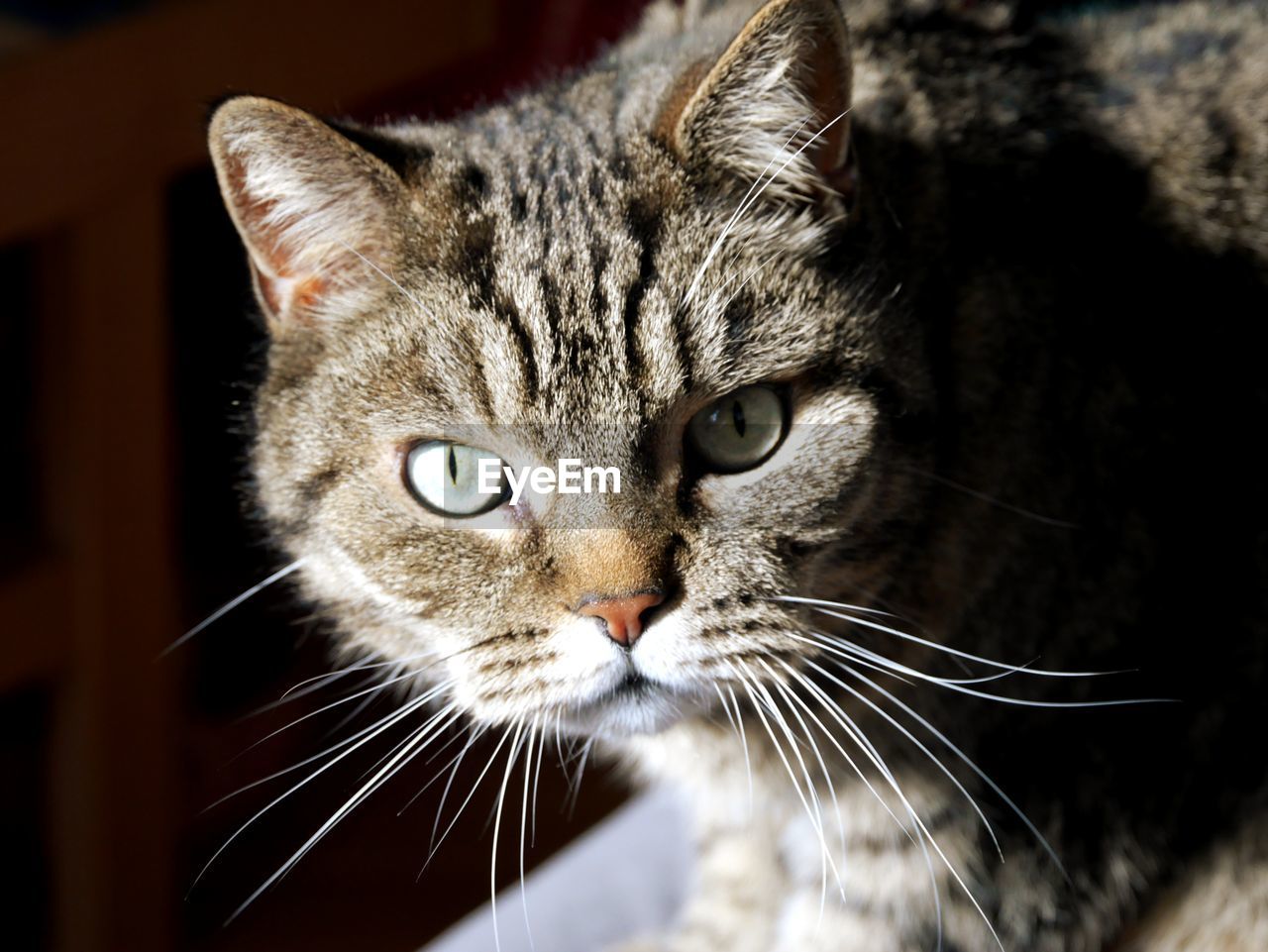 Close-up portrait of a cat