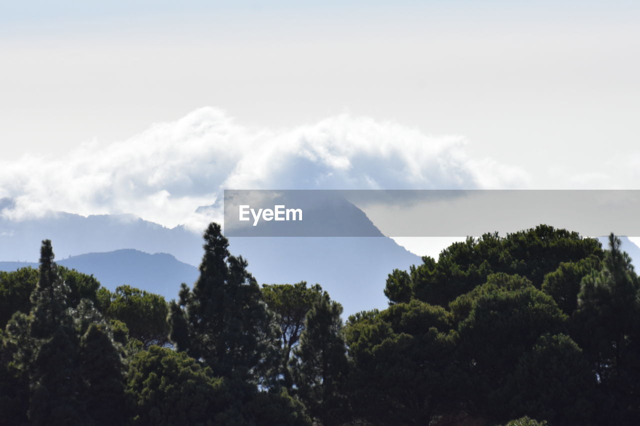 LOW ANGLE VIEW OF TREES AND MOUNTAIN AGAINST SKY